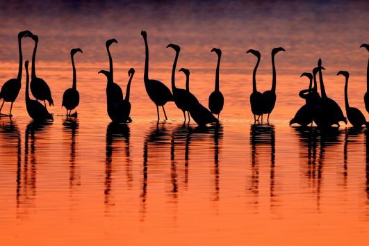 Bird Watching Tour (With Small Groups)