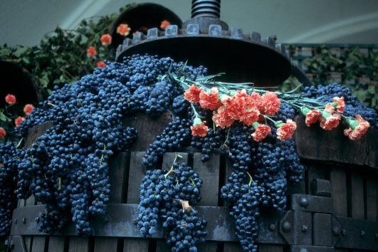 Wine Tasting Tour